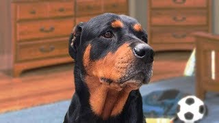 Funny Rottweiler Compilation NEW [upl. by Neirbo]