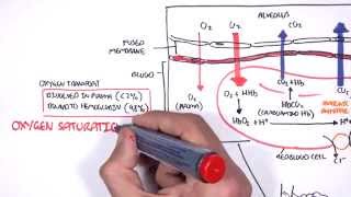 Respiration Gas Exchange [upl. by Harlen]