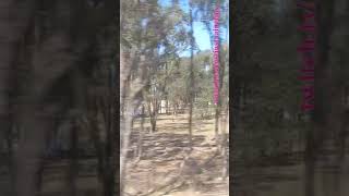 VLINE Albury NSW To Southern Cross 101024 vline shorts shortvideo train travel views [upl. by Lehcor]