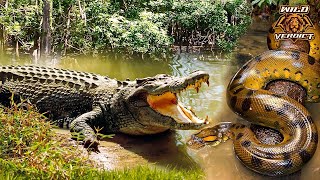 Anaconda Vs Crocodile  The Ultimate Verdict 2022 [upl. by Reichel]