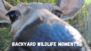 WhiteTailed Deer Close Ups of Does and Buck Fawns by the Watering Hole October 11 2024 4K Video [upl. by Parthen87]