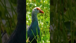 GrayHeaded Swamphen [upl. by Ranite]