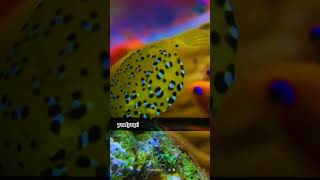 Facts About  Box Fish  Yellow Boxfish 🐟 shorts fishfacts [upl. by Essej]