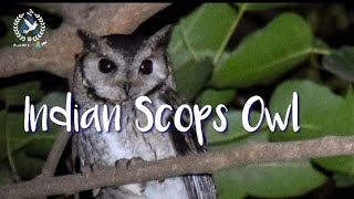 Indian Scops Owl Call [upl. by Priest]