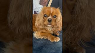 Cavalier King Charles Spaniel protecting a newborn baby and owner [upl. by Anahpets]