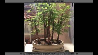 METASEQUOIA BONSAI SPRING AWAKENING 2020  One picture a day  38 days  8 March  14 April [upl. by Vandyke]