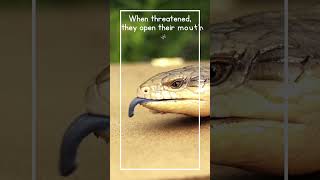 Blue tongue skink  Bluetongued lizards shortsfeed bluetongueskink lizard [upl. by Llenyr235]