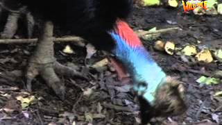 Southern Cassowary  Endangered species  Wildspace Australia [upl. by Auqinahc193]