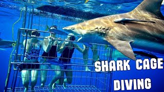 Shark Cage Diving  an extreme adventure that anyone can do [upl. by Bywoods961]