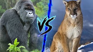 Silverback Gorilla VS Mountain Lion  Who Wins ⚔️🔥 [upl. by Fowler]