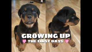 New Rottweiler Puppy What Happens When an 8 Week Old Comes Home 1080p [upl. by Omar]