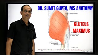 GLUTEUS MAXIMUS MUSCLE [upl. by Nnylrahc]