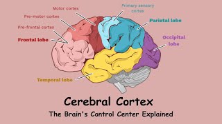 The Cerebral Cortex The Brains Control Center Explained [upl. by Krause]