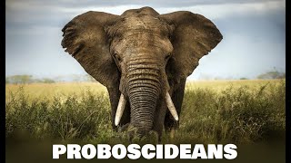 Proboscideans Preclude Young Earth Creationism  BiteSized Busts [upl. by Melquist]