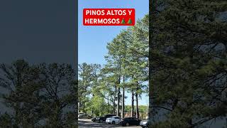 WOW VISITAMOS MEMPHIS TENNESSEE BELLEZA DE 🌲 youtubeviralbelleza total [upl. by Calvo]