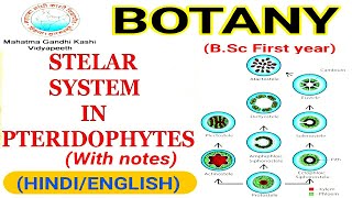 Stelar system in Pteridophytes  Stelar System and its Evolution [upl. by Lavelle404]