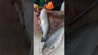 Filleting farmed salmon in the fish market [upl. by Aihsiym465]