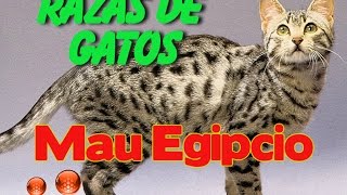 El Gato Mau Egipcio  Caracteristicas de la raza de gato Mau Egipcio [upl. by Anat]