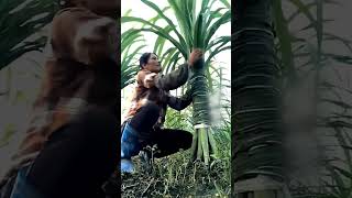 Chinese sugarcane farming 😱 [upl. by Alika170]