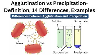 Agglutination vs Precipitation Definition 14 Differences Examples [upl. by Adnicul]