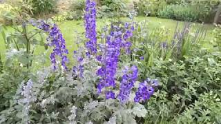 Delphinium and Nepeta plant combination for cottage garden [upl. by Rramahs898]