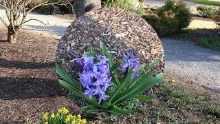 Hyacinth Hyacinthus orientalis  Plant Identification [upl. by Engen]