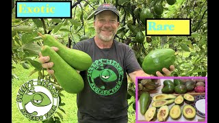 Exotic Avocado Varieties You Can Grow at Home [upl. by Richards]