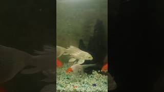 Masti Time White and Gold Fish 🐠🐟explore fish video sorts love video view vibe nature [upl. by Osbourn]