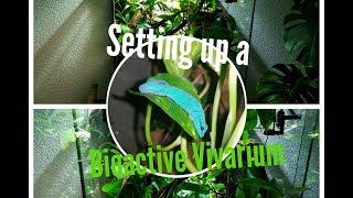 Bioactive Vivarium Setup  LYGODACTYLUS WILLIAMSI [upl. by Alyakim]