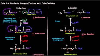 Fatty Acid Synthesis Part 6 of 12  SideBySIde Comparison With Beta Oxidation [upl. by Mansoor]