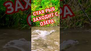 SALMON RUN Sept 24 2024 fishing bassfishing рыбалка [upl. by English517]