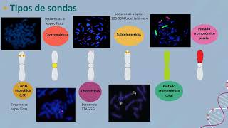 Anomalías cromosómicas complejas inusual diagnóstico citogenético y citogenómico [upl. by Amairam]