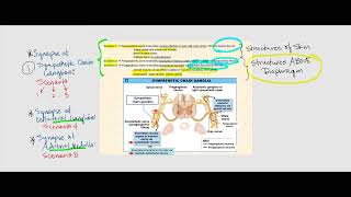 Lecture Video 3 Autonomic Nervous System ANS [upl. by Enellek]