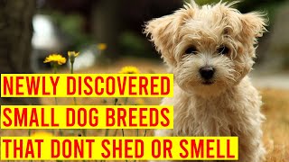 10 Newly Discovered Small Dog Breeds That Dont Shed Or Smell [upl. by Sumner709]