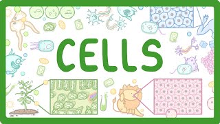 GCSE Biology  Cell Types and Cell Structure 2 [upl. by Bowden]