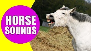 HORSE SOUNDS FOR KIDS  Learn Neighing Snorting and Galloping Sound Effects of Horses [upl. by Yarehs623]