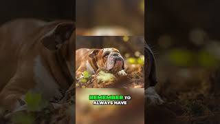 Watch this if you have a dog or you love dogs pets dog doglover british englishbulldog fyp [upl. by Bergren636]