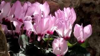 Cyclamen persicum 2015 بخور مريم فارسي מתחת לסלע צומחת רקפת [upl. by Atnicaj]