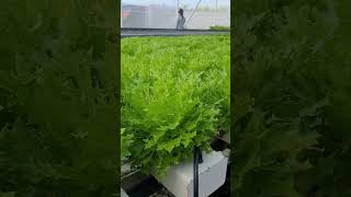 Growing beautiful Frisée hydroponics lettuce in a tropical greenhouse in the Philippines [upl. by Pond]