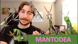 Mantodea The Mantids  Order Spotlight [upl. by Sandie9]