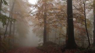 Relaxing Autumn Forest  Leaves Falling From Trees Fog and Rain in Colorful Forest  8 Hours [upl. by Wei594]