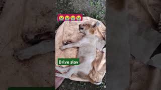 Drive slovshortvideo dogilover 🐕❤‍🩹🙏 [upl. by Nirmak]