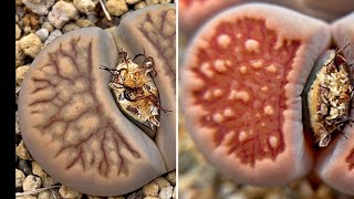 SUB Lithops kikukaseki VS Lithops kikushogiyoku [upl. by Yelac660]