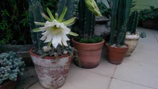 Cacti and Succulents  Mandacaru Cereus jamacaru Brazilian cactus [upl. by Fulmer]