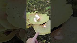 Cerioporus squamosus syn Polyporus squamosus a good edible [upl. by Tuck]