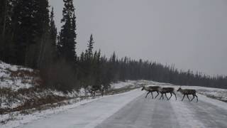 Dangerous driving in Alaska Nelchina caribou herd winter migration 2018 Copper river [upl. by Guadalupe]