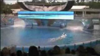 Sea World Trainer Death Video Real [upl. by Wiseman]