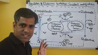 Regulation of Glutamine Synthetase I Prof Kukreja Girish P I covalent modification [upl. by Kristien]