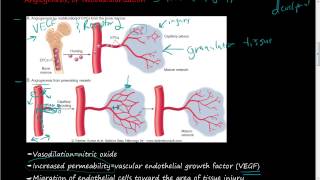 40 Growth factors of Angiogenesis and Neovascularization Step 1 of tissue repair [upl. by Conger]