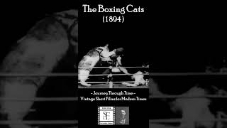 The Boxing Cats 1894  😻❤️😻 cats catvideos boxing pets [upl. by Diane]